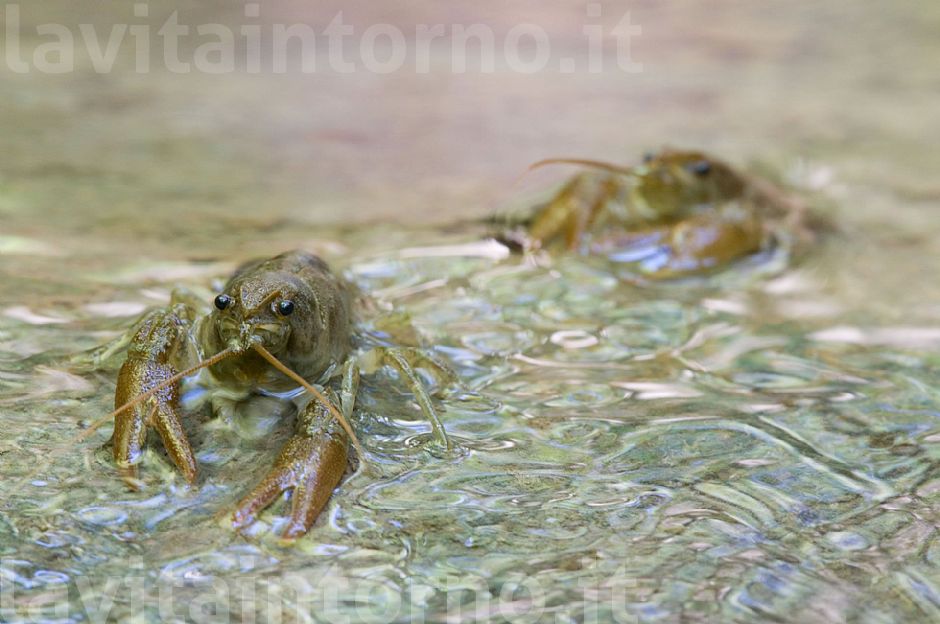 gamberi di fiume