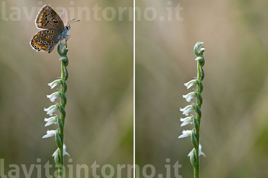 fuga da Spiranthes spiralis