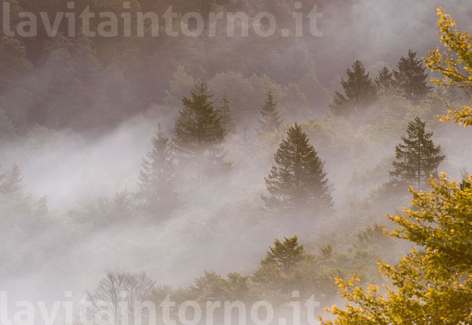 nebbia #2