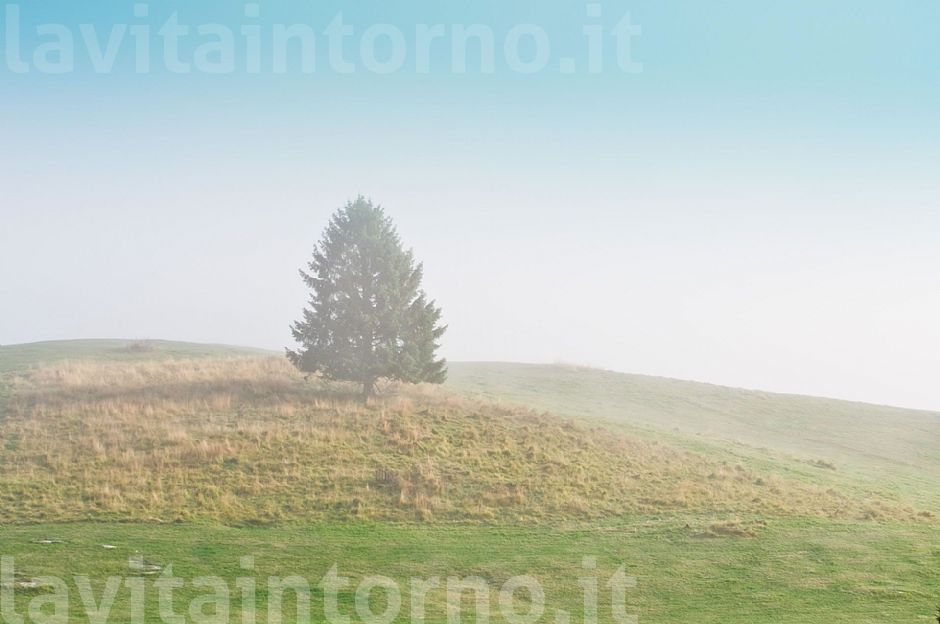 solo, velato e pastello