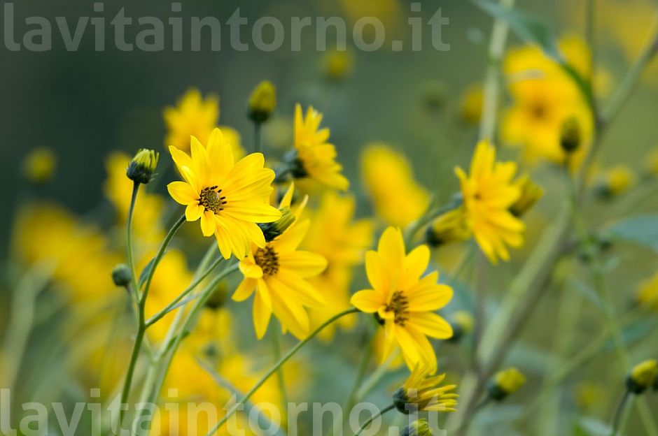 Helianthus tuberosum: confusione