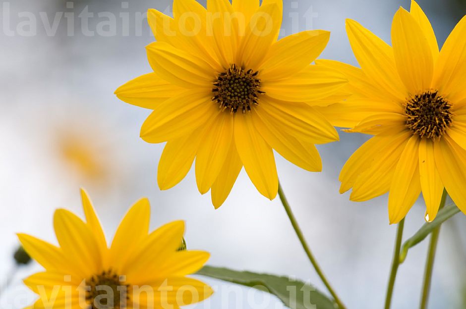 Helianthus tuberosum