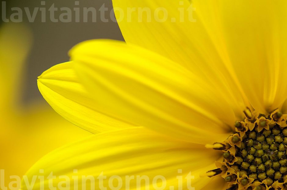 Helianthus tuberosum #2