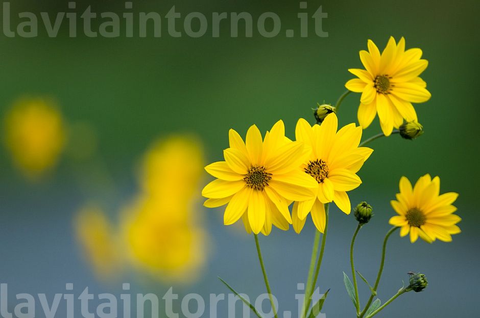 Helianthus tuberosum #4