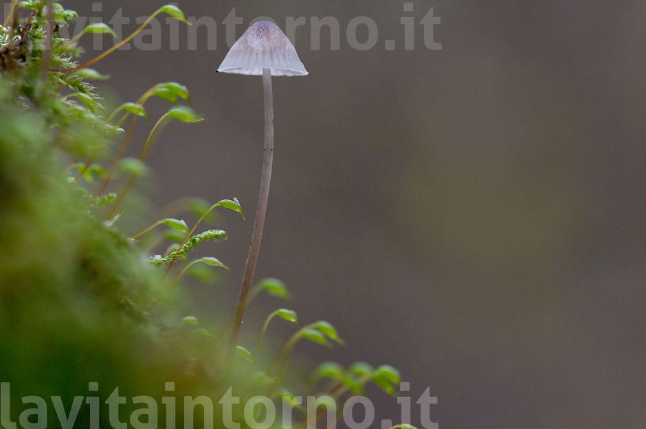 un funghetto ...