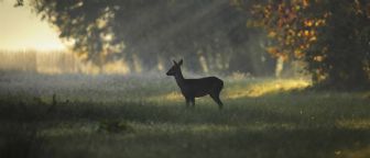 Ancora 3 passi Ancora 3 passi