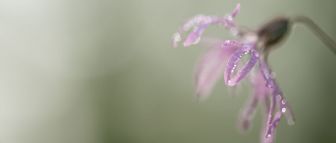 la forza della fragilità la forza della fragilità