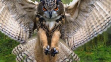 AUTORE: Filò Multivisioni AUTORE: Filò Multivisioni