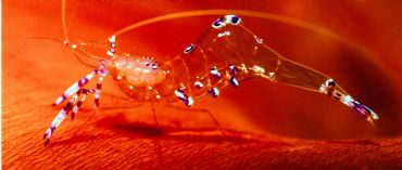 AUTORE: Luigi Dorigo - Ali e Radici Multivisioni AUTORE: Luigi Dorigo - Ali e Radici Multivisioni