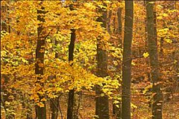 AUTORE: Merlino Multivisioni AUTORE: Merlino Multivisioni