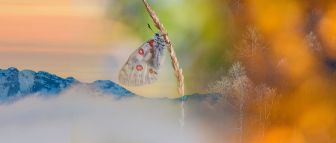 L'eleganza del silenzio L'eleganza del silenzio