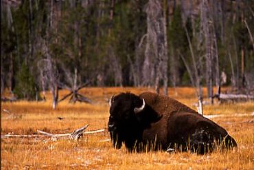 AUTORE: Merlino Multivisioni AUTORE: Merlino Multivisioni