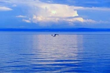 AUTORE: Luigi Dorigo - Ali e Radici Multivisioni AUTORE: Luigi Dorigo - Ali e Radici Multivisioni