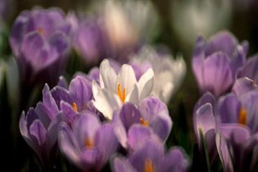 AUTORE: Carlo De Agnoi AUTORE: Carlo De Agnoi