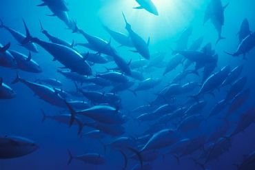 AUTORE: D.Drago - F.Lopergolo AUTORE: D.Drago - F.Lopergolo