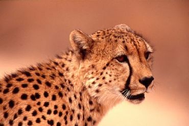 AUTORE: Ervin Skalamera AUTORE: Ervin Skalamera /