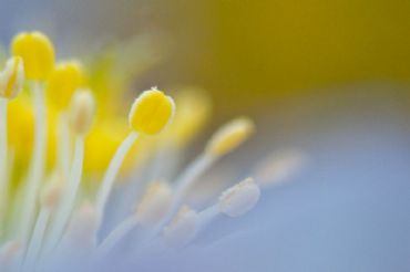 AUTORE: Luigi Dorigo - Ali e Radici Multivisioni AUTORE: Luigi Dorigo - Ali e Radici Multivisioni