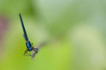 AUTORE: Luigi Dorigo - Ali e Radici Multivisioni AUTORE: Luigi Dorigo - Ali e Radici Multivisioni