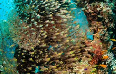 AUTORE: Andrea Pivari (VR) AUTORE: Andrea Pivari (VR)