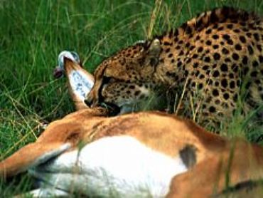 AUTORE: Carlo De Agnoi AUTORE: Carlo De Agnoi