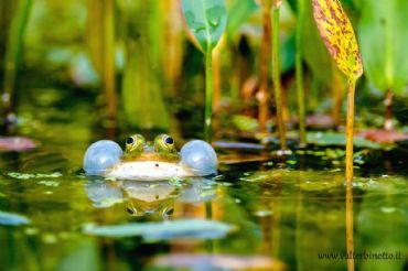 AUTORE: Valter Binotto AUTORE: Valter Binotto /