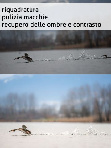 Contributo di Luigi Dorigo - Ali e Radici Multivisioni Contributo di Luigi Dorigo - Ali e Radici Multivisioni