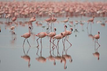 AUTORE: Luigi Dorigo - Ali e Radici Multivisioni AUTORE: Luigi Dorigo - Ali e Radici Multivisioni