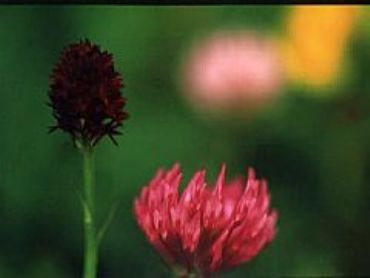 AUTORE: Valter Binotto AUTORE: Valter Binotto /