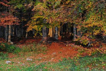 AUTORE: Adriana Fontanella AUTORE: Adriana Fontanella