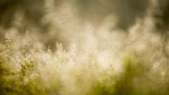 PratiIncantati PratiIncantati