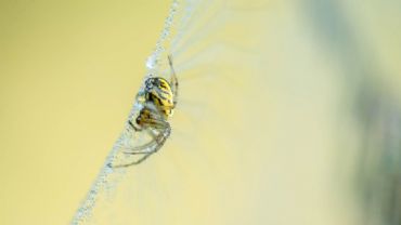 AUTORE: Luigi Dorigo - Ali e Radici Multivisioni AUTORE: Luigi Dorigo - Ali e Radici Multivisioni