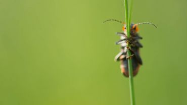AUTORE: Luigi Dorigo - Ali e Radici Multivisioni AUTORE: Luigi Dorigo - Ali e Radici Multivisioni