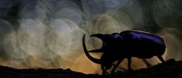 AUTORE: Filò Multivisioni AUTORE: Filò Multivisioni /